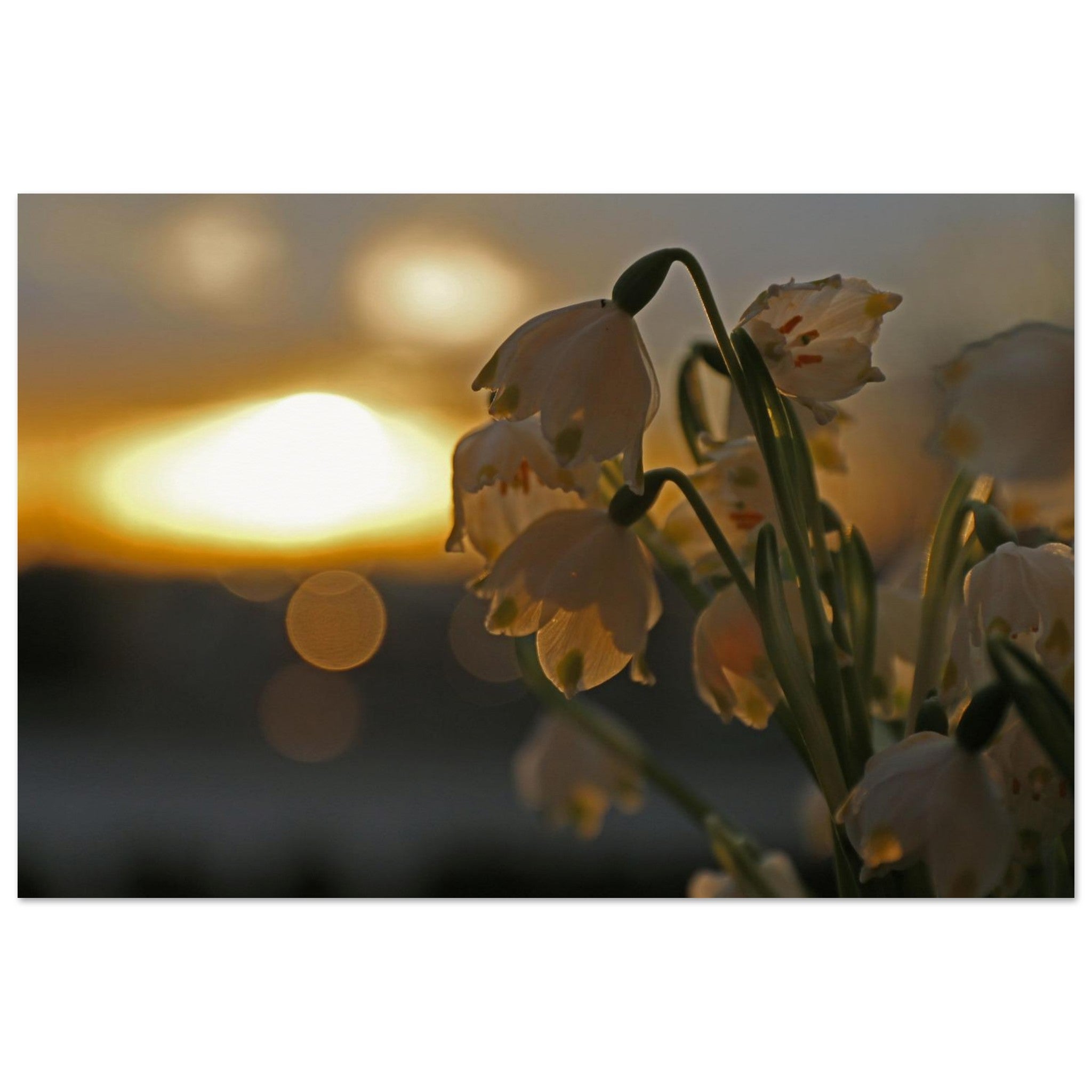 Bells at Sundown — Nature Fine Art Poster | BETVA Wall Art