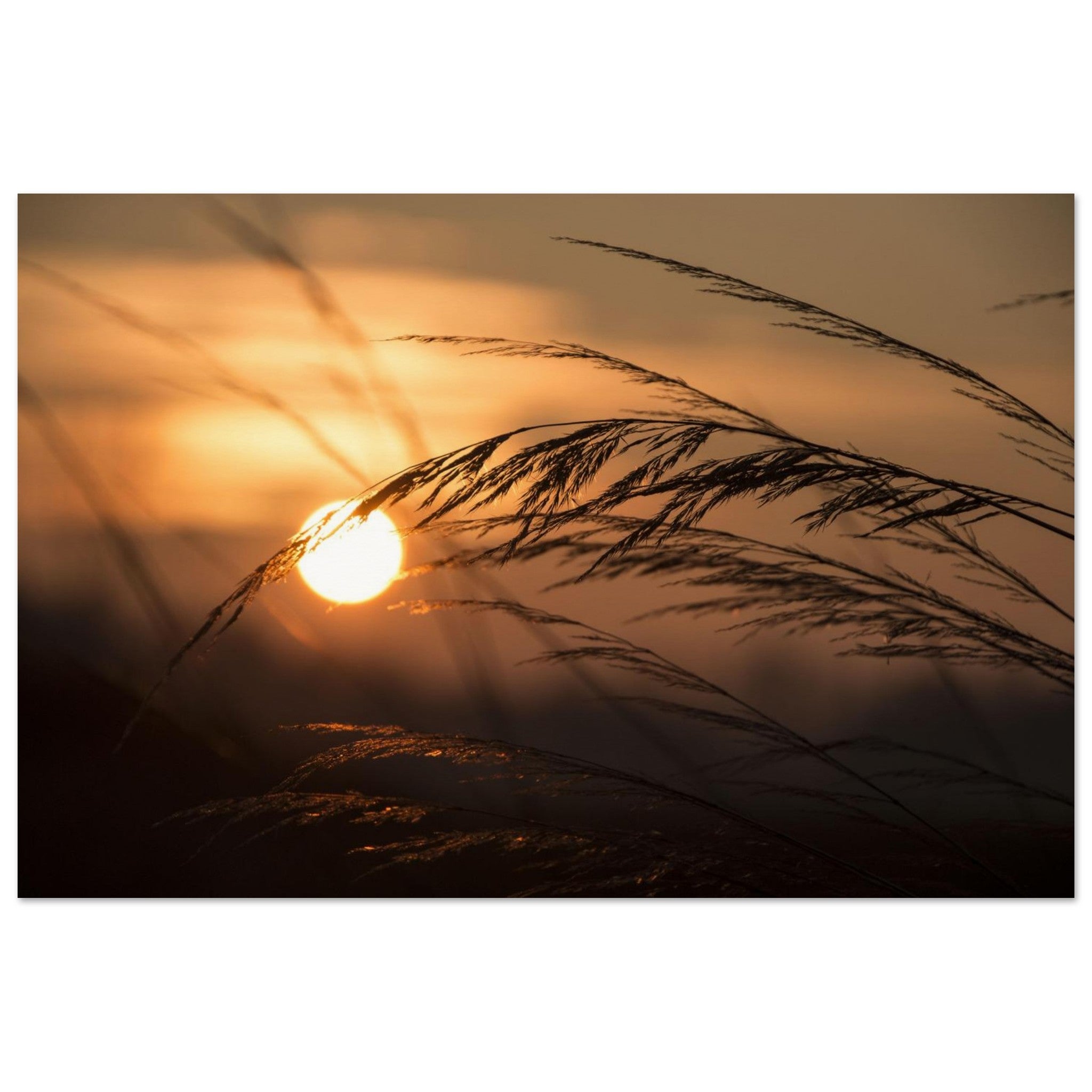 Reed and Sun — Nature Fine Art Poster | BETVA Wall Art