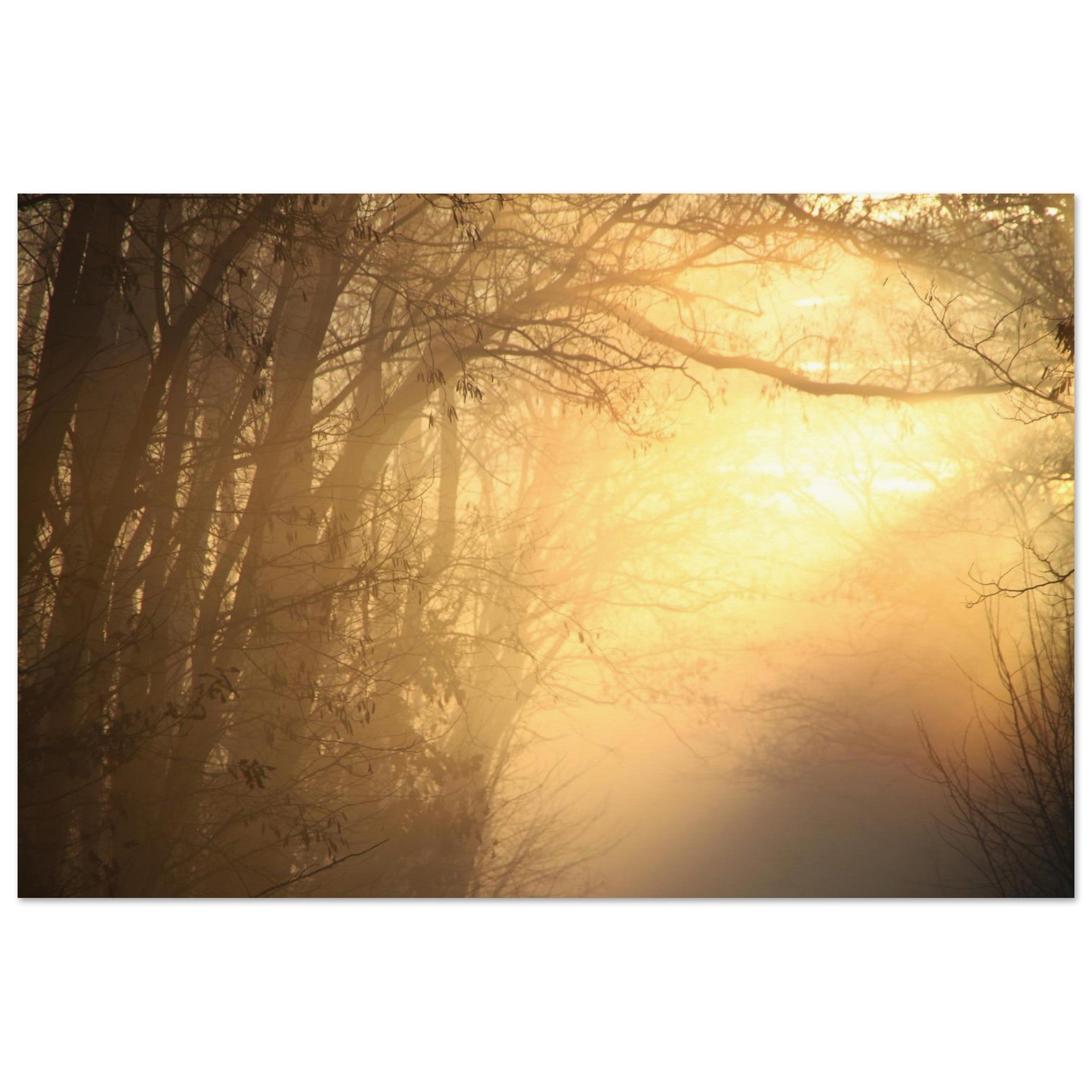 Fog Opens for Warm Light — Nature Fine Art Poster | BETVA Wall Art