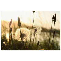 Dandelion seed heads glowing in golden backlight with buds and stems on a Prekmurje meadow — BETVA fine art nature poster
