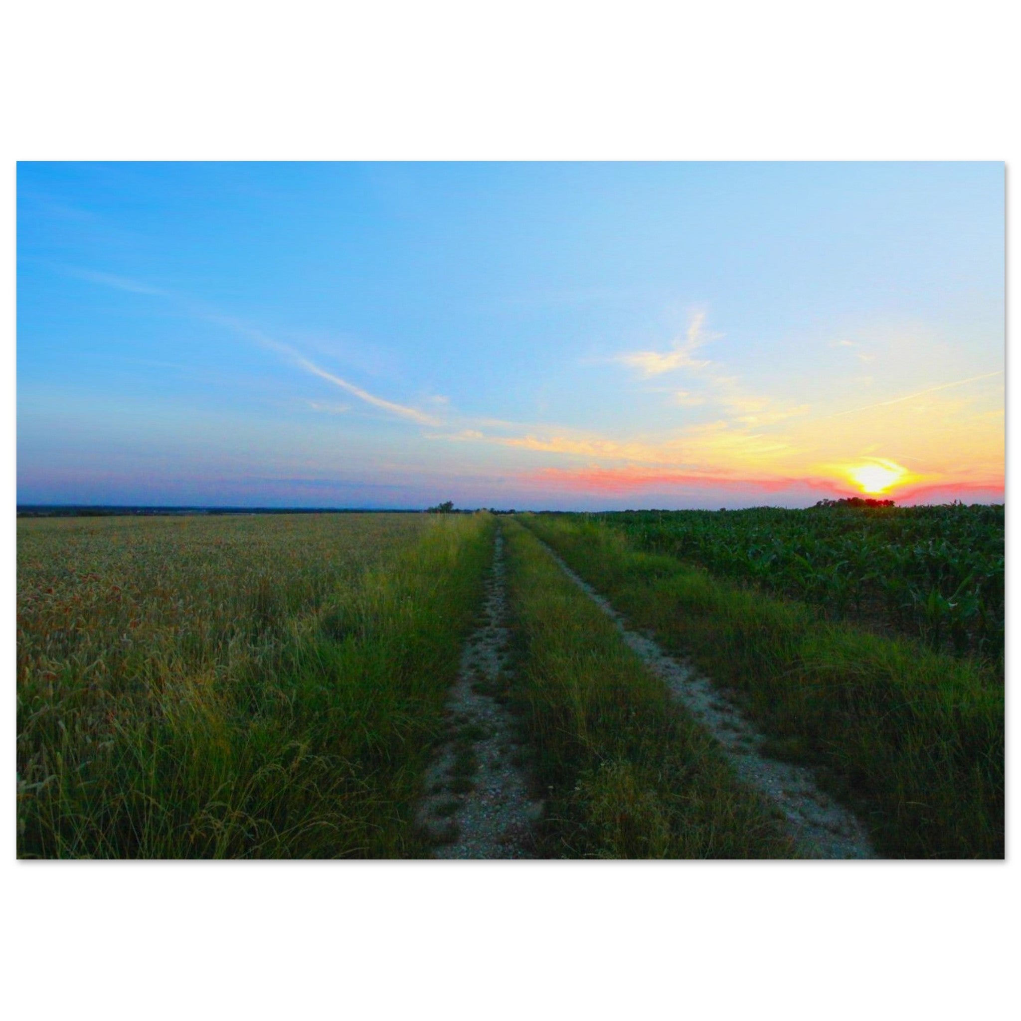 Two Fields Share One Path — Nature Fine Art Poster | BETVA Wall Art