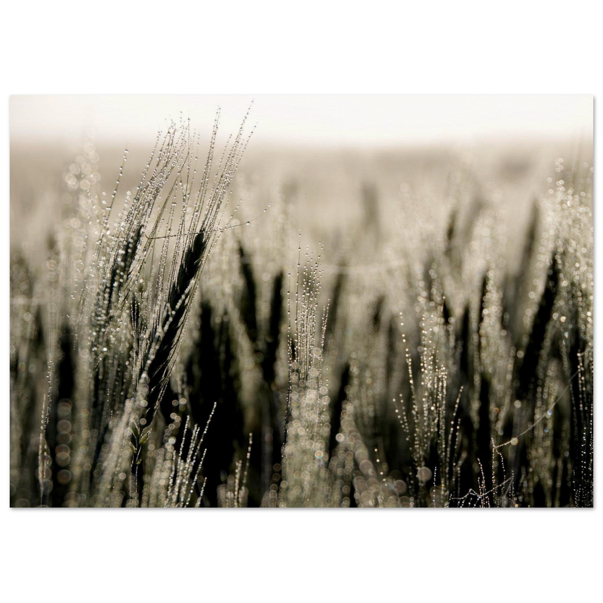 Dew Threads on the Wheat — Nature Fine Art Poster | BETVA Wall Art