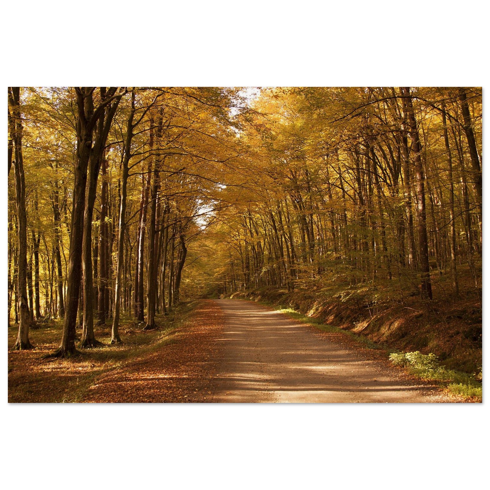 The Forest Keeps the Road Quiet — Nature Fine Art Poster | BETVA Wall Art