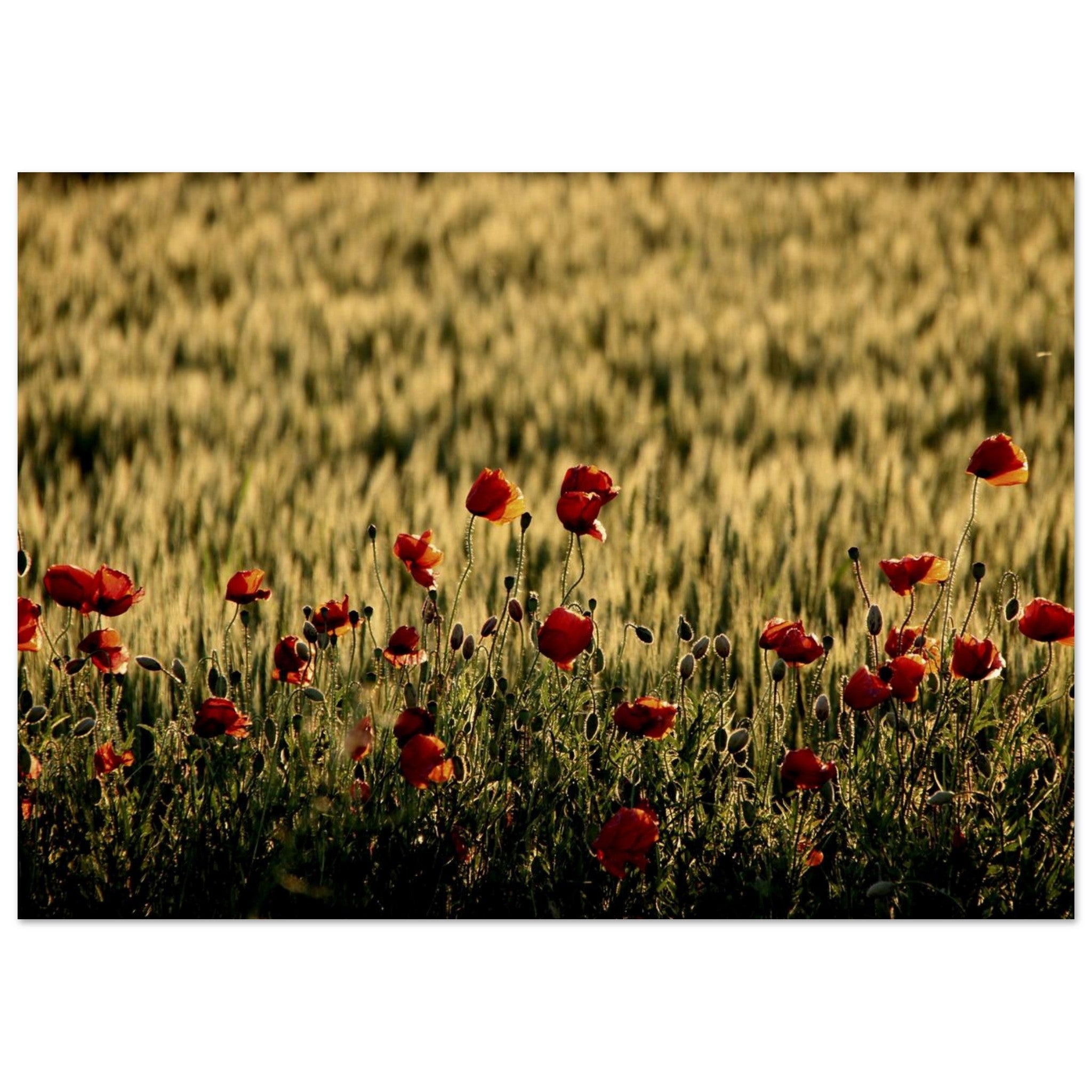 Poppies Wake the Golden Grain — Nature Fine Art Poster | BETVA Wall Art