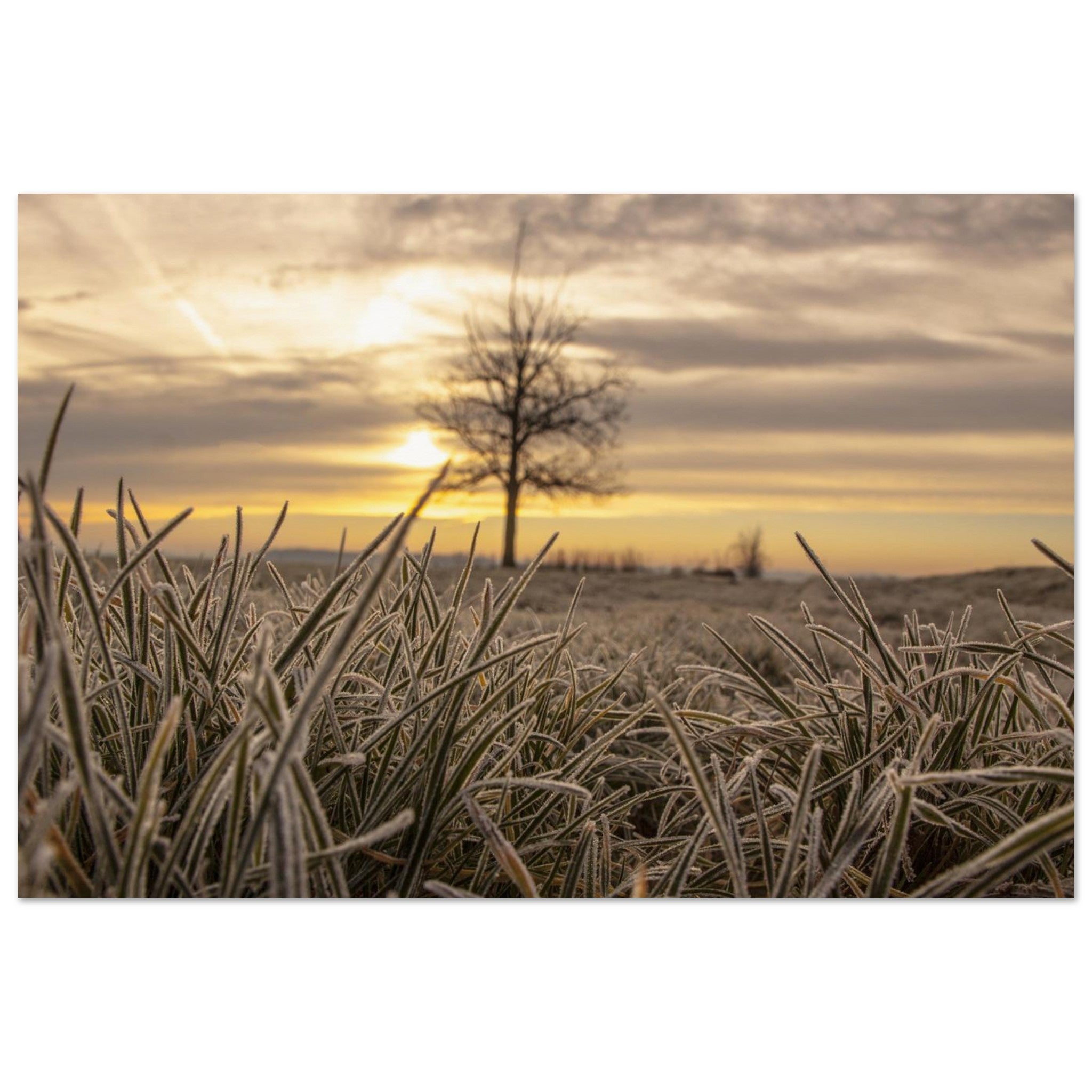 Frosted Sunrise Field — Nature Fine Art Poster | BETVA Wall Art