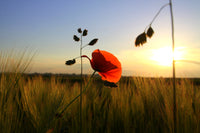 Red poppy flower in a field with sunset in the background