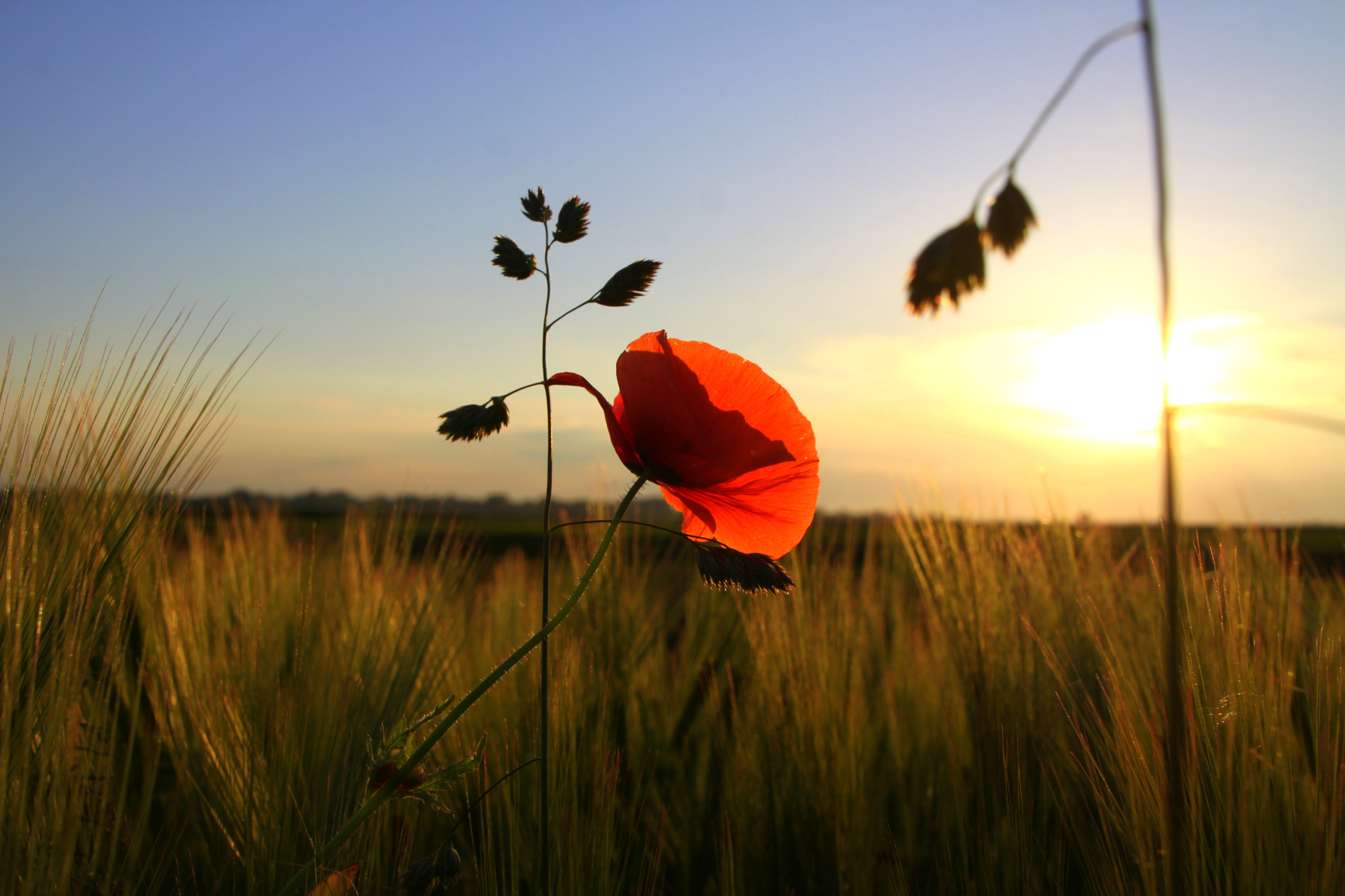 Red poppy flower in a field with sunset in the background