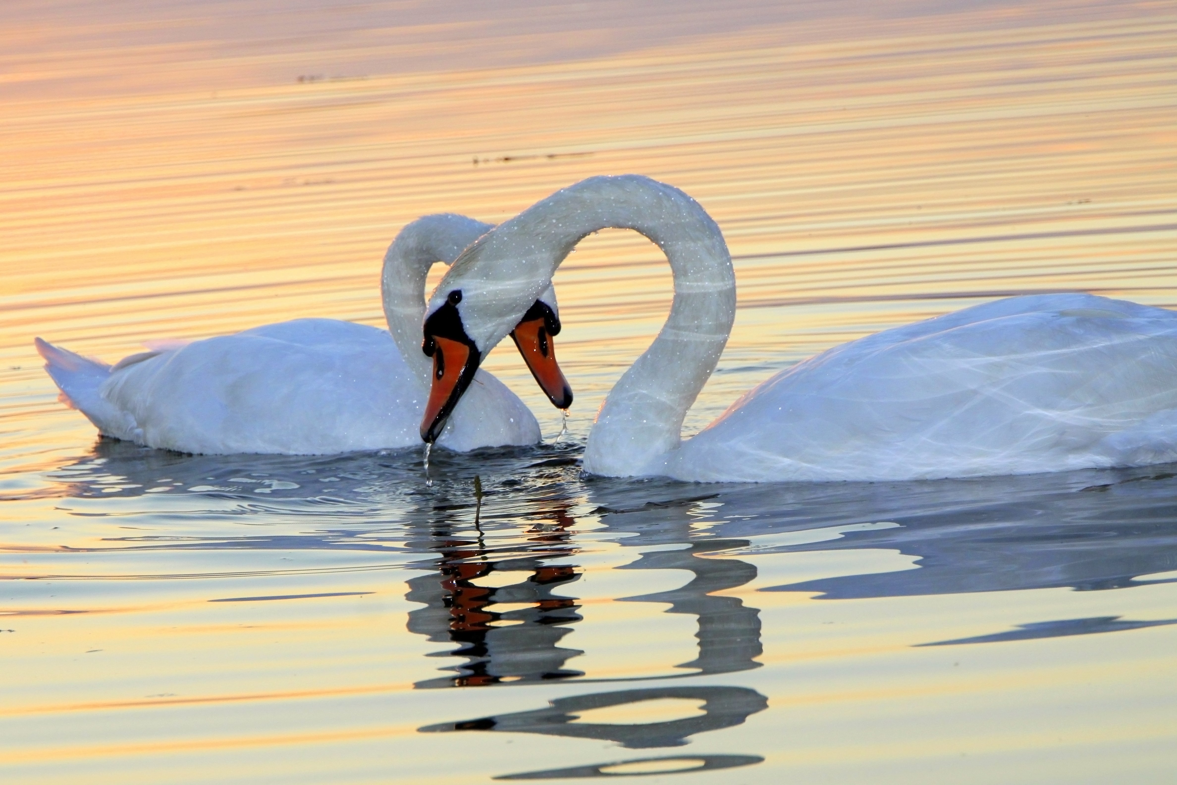 Two swans forming a heart shape with their necks on a water surface at sunset.