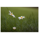 Three white daisies standing simply in a quiet Prekmurje meadow with nothing else — BETVA fine art nature poster