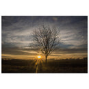 Bare tree with intricate branches standing beneath a full dramatic Prekmurje sky — BETVA fine art nature poster