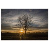 Bare tree with intricate branches standing beneath a full dramatic Prekmurje sky — BETVA fine art nature poster