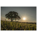Solitary oak tree holding warm evening sun in its branches across a Prekmurje landscape — BETVA fine art nature poster
