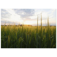 1916bbe4-d1d3-4f62-bb17-357cfeb653da