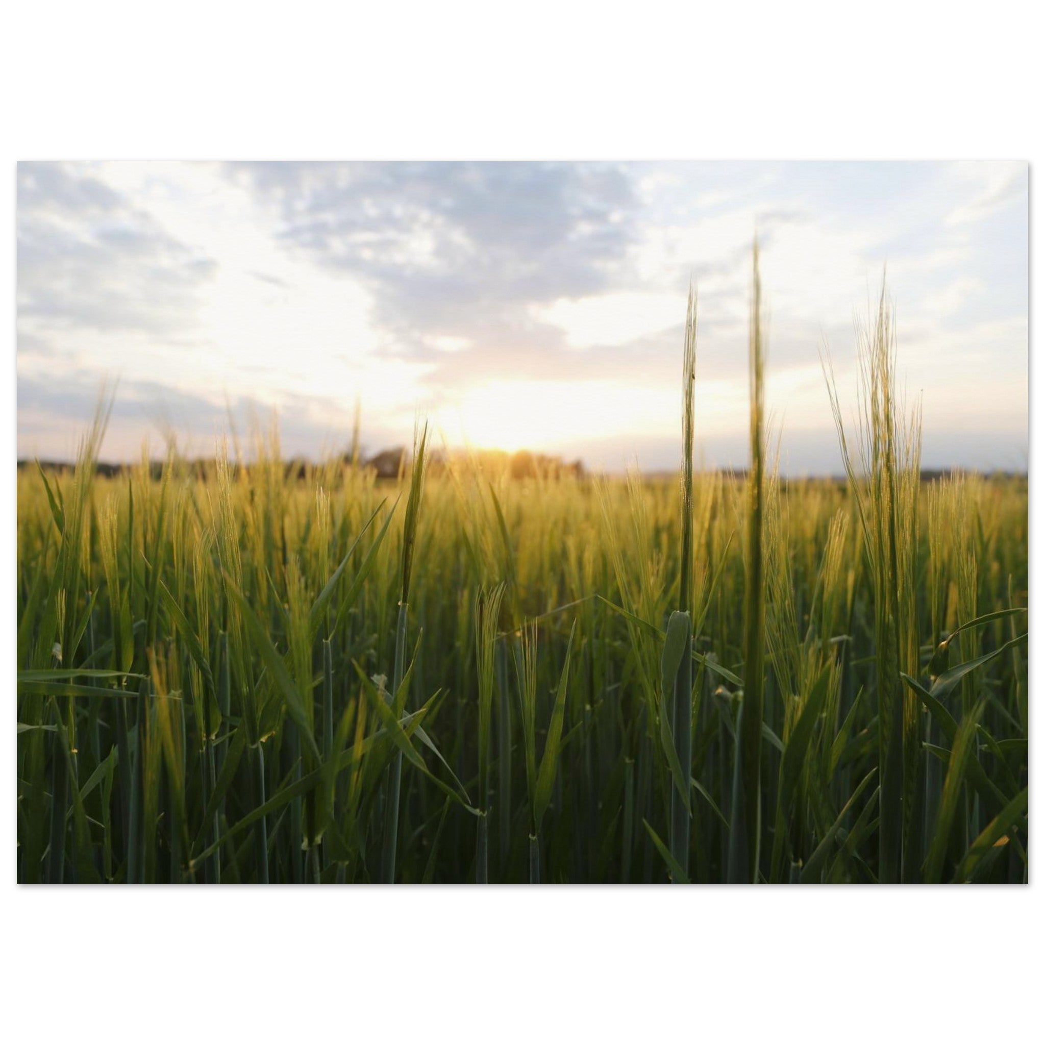 Young Grain Finds the Sun — Nature Fine Art Poster | BETVA Wall Art