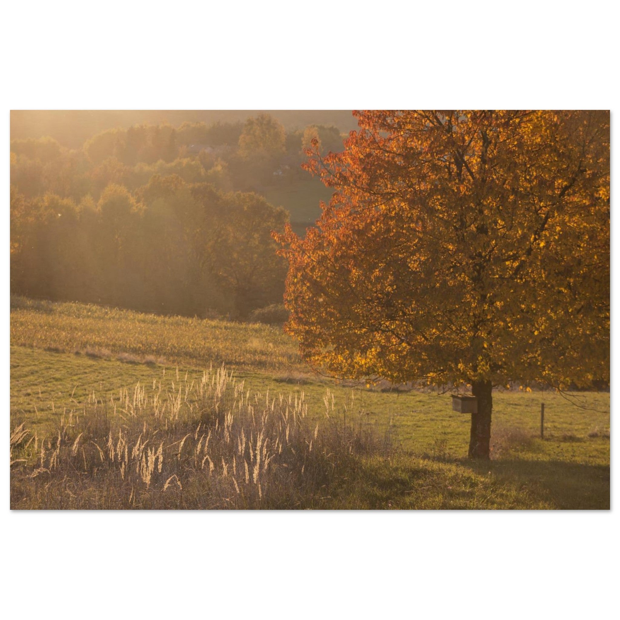 The Field Glows — BETVA Golden Meadow Print