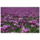 Purple poppies flooding across a wide Prekmurje field in waves of violet and green — BETVA fine art nature poster