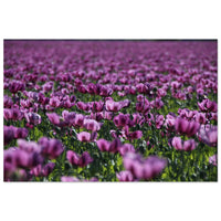Purple poppies flooding across a wide Prekmurje field in waves of violet and green — BETVA fine art nature poster