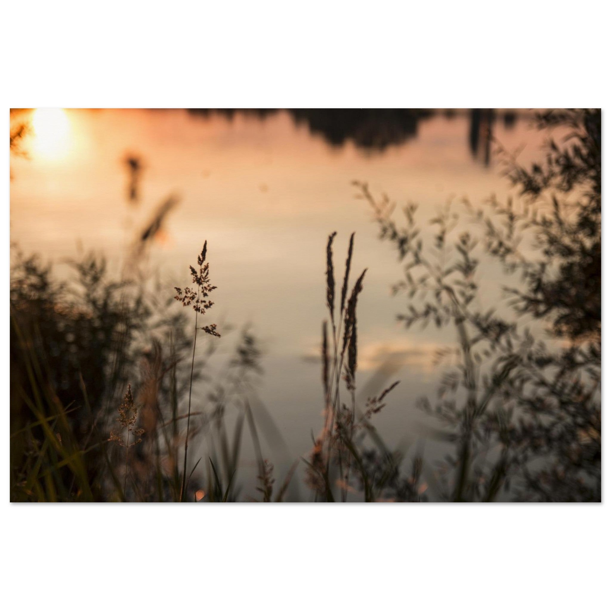 Grasses Frame the Evening Water — Nature Fine Art Poster | BETVA Wall Art