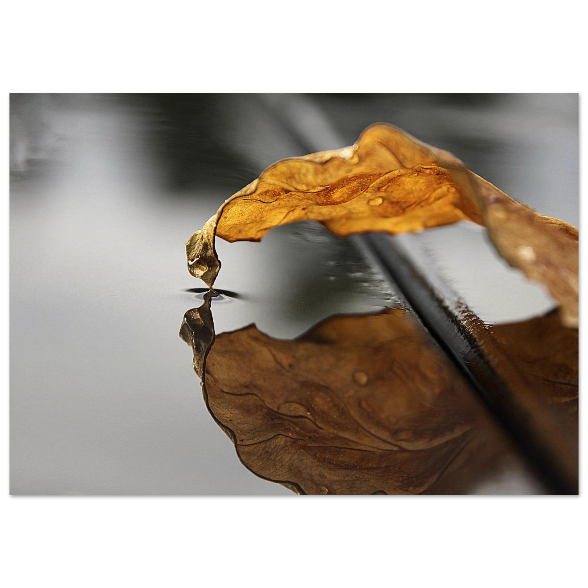Leaf Meets Water — Nature Fine Art Poster | BETVA Wall Art