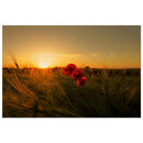 Single red poppy standing among golden grain stalks in a sunlit Prekmurje wheat field — BETVA fine art nature poster