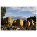 Orange pumpkins resting on open brown ground in a Prekmurje field under soft autumn light — BETVA fine art nature poster