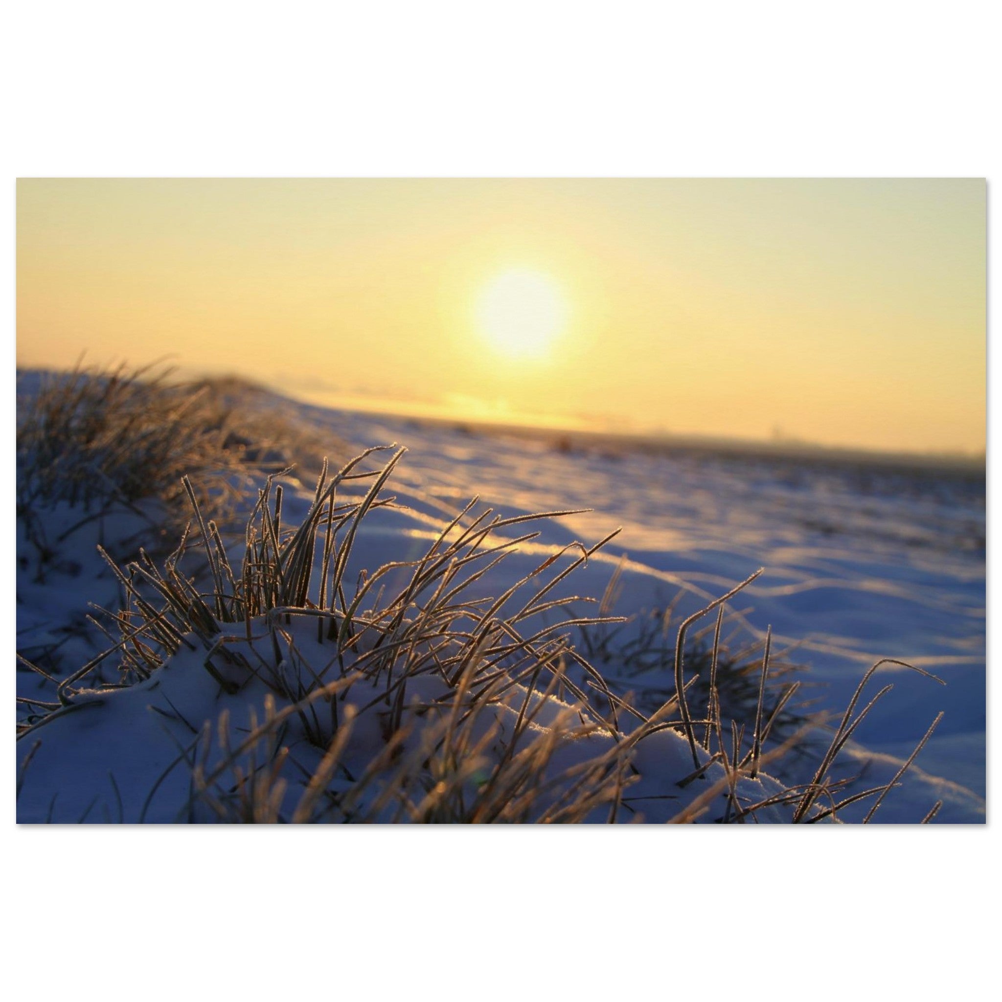 Frosted Grass Meets the Low Sun — Nature Fine Art Poster | BETVA Wall Art