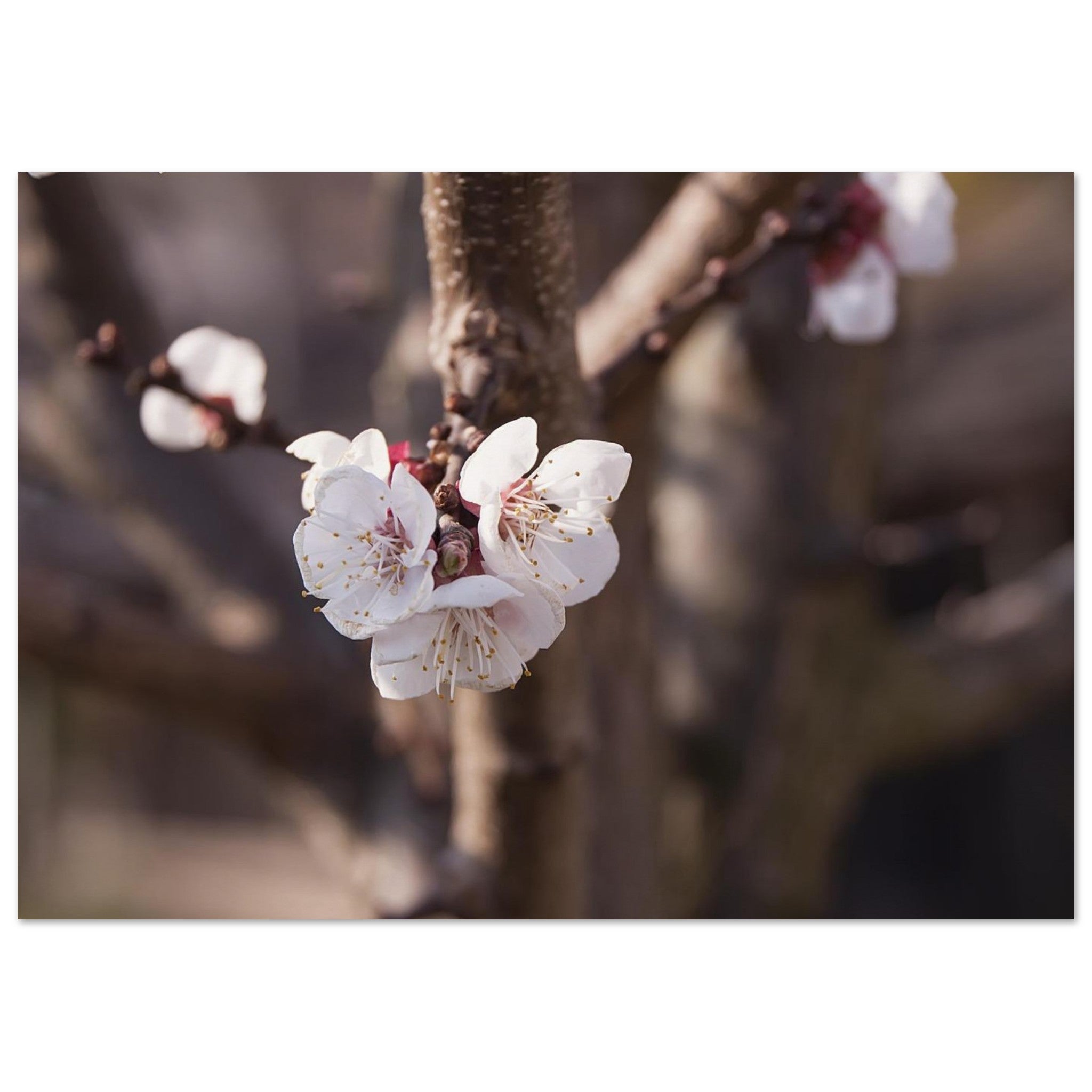 First Blossoms Open — Nature Fine Art Poster | BETVA Wall Art