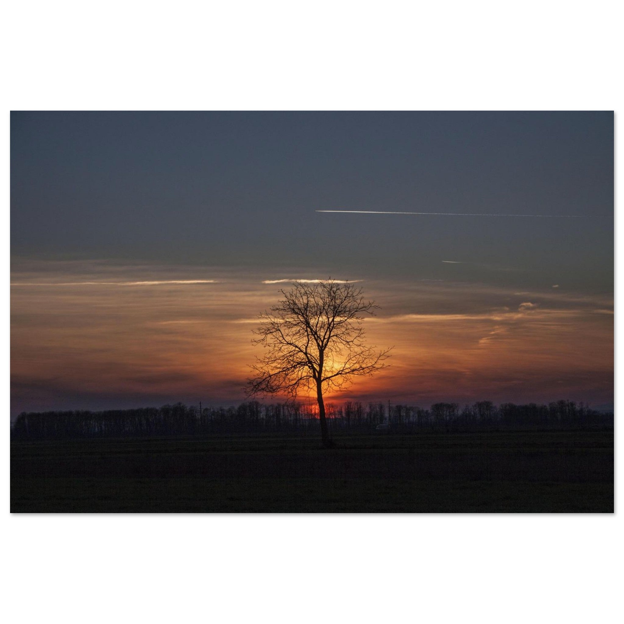 Silent Horizon Tree — BETVA Dusk Field Poster