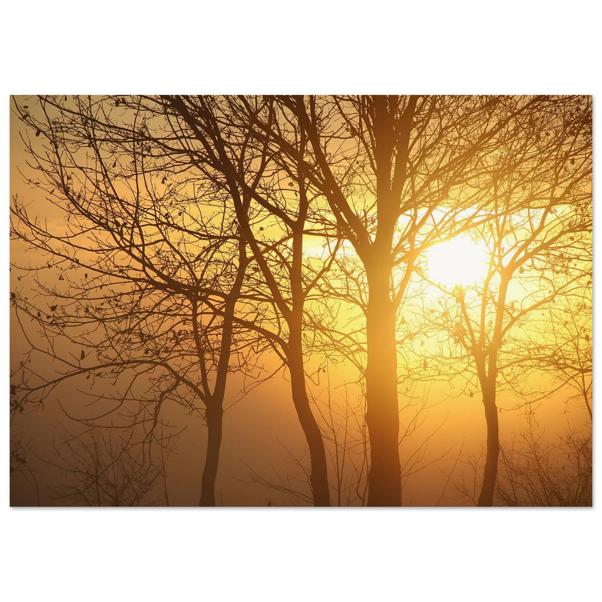 Trees Hold the Fogged Sun — Nature Fine Art Poster | BETVA Wall Art