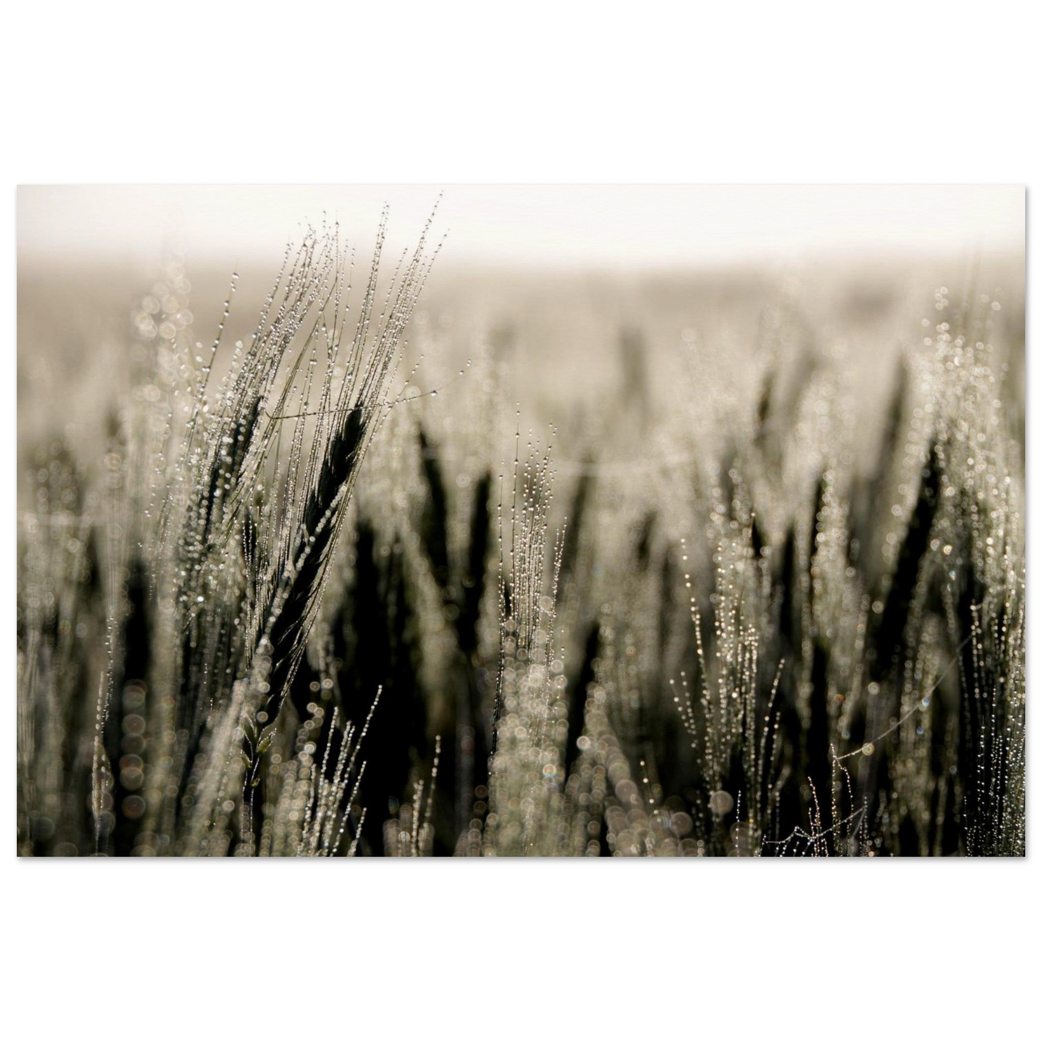 Dew Threads on the Wheat — Nature Fine Art Poster | BETVA Wall Art