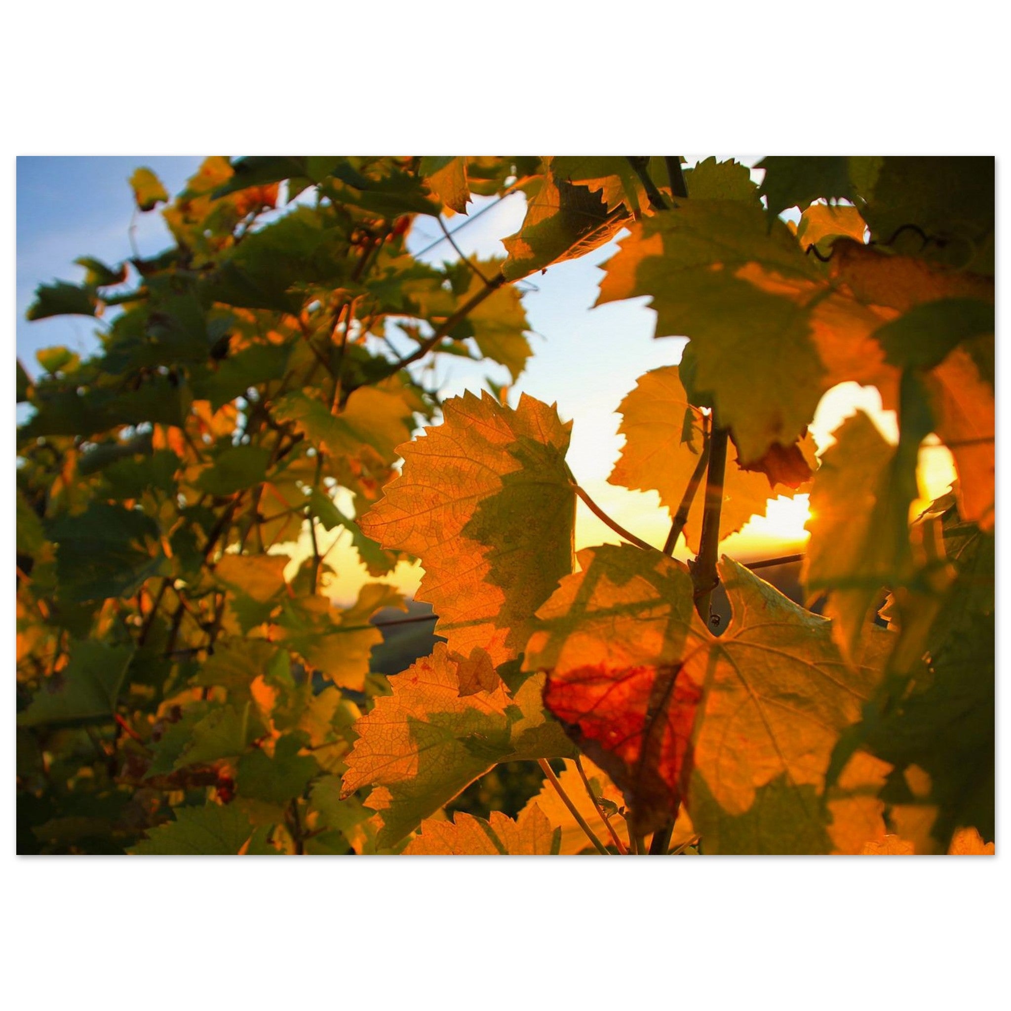 Vine Leaves Hold the Sunset — Nature Fine Art Poster | BETVA Wall Art