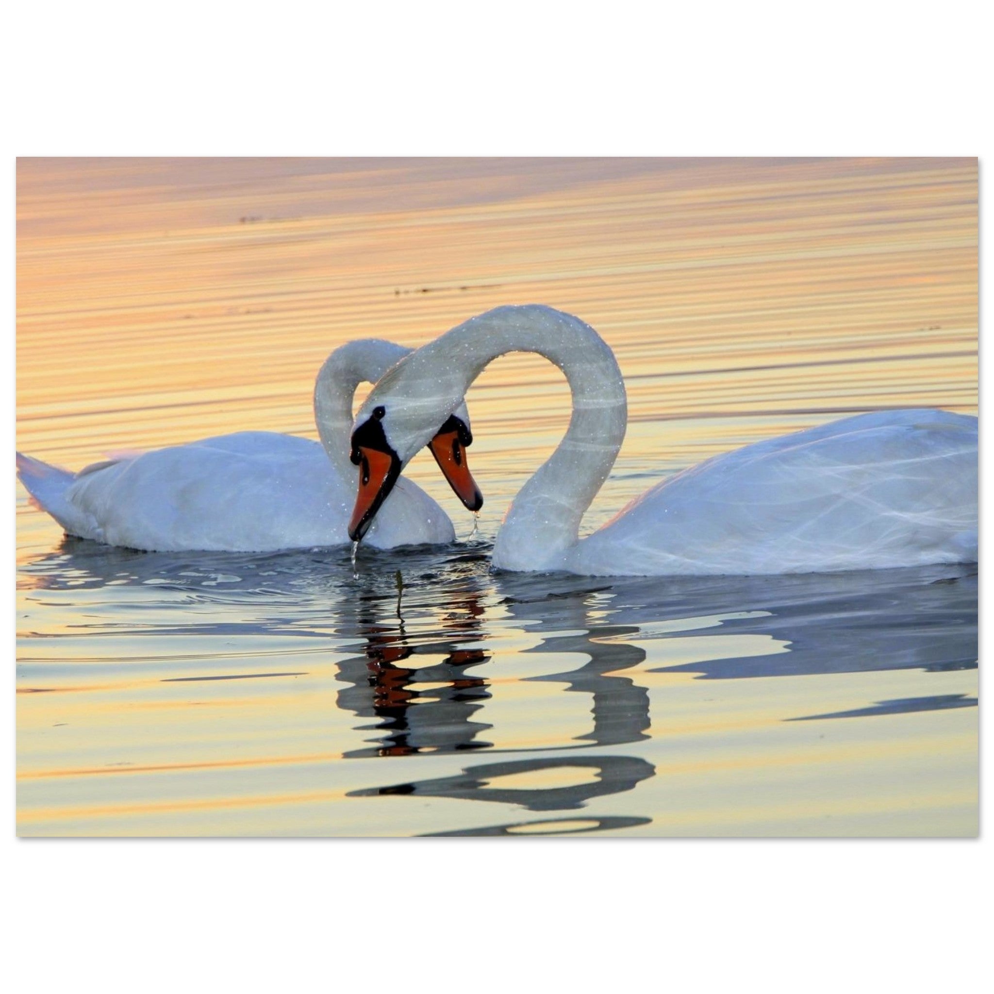 Two Swans on Golden Water — Nature Fine Art Poster | BETVA Wall Art