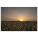 Buckwheat field in full white bloom with one stem rising above the rest at golden sunset in Prekmurje — BETVA fine art nature poster