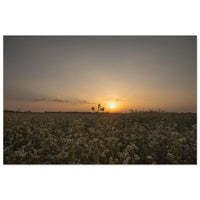 Buckwheat field in full white bloom with one stem rising above the rest at golden sunset in Prekmurje — BETVA fine art nature poster