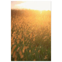Golden meadow grass glowing in soft honey sunset light with warm bokeh in Prekmurje, Slovenia — BETVA fine art nature poster