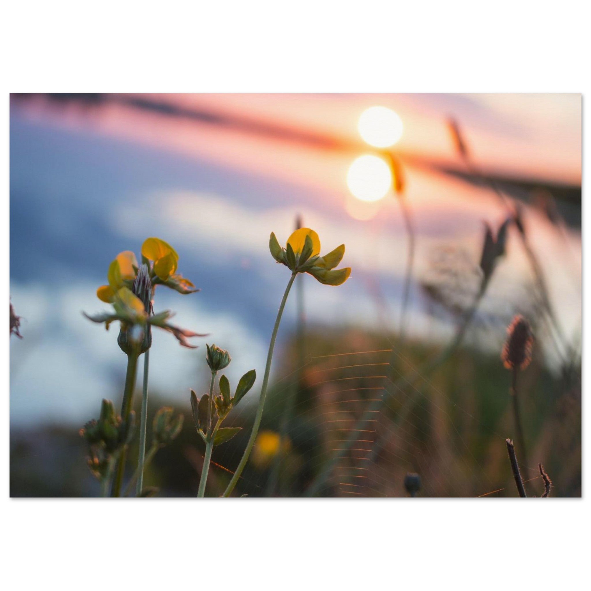 Golden Web Bloom — Nature Fine Art Poster | BETVA Wall Art