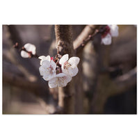 First delicate spring blossoms opening on a branch in soft Prekmurje morning light — BETVA fine art nature poster