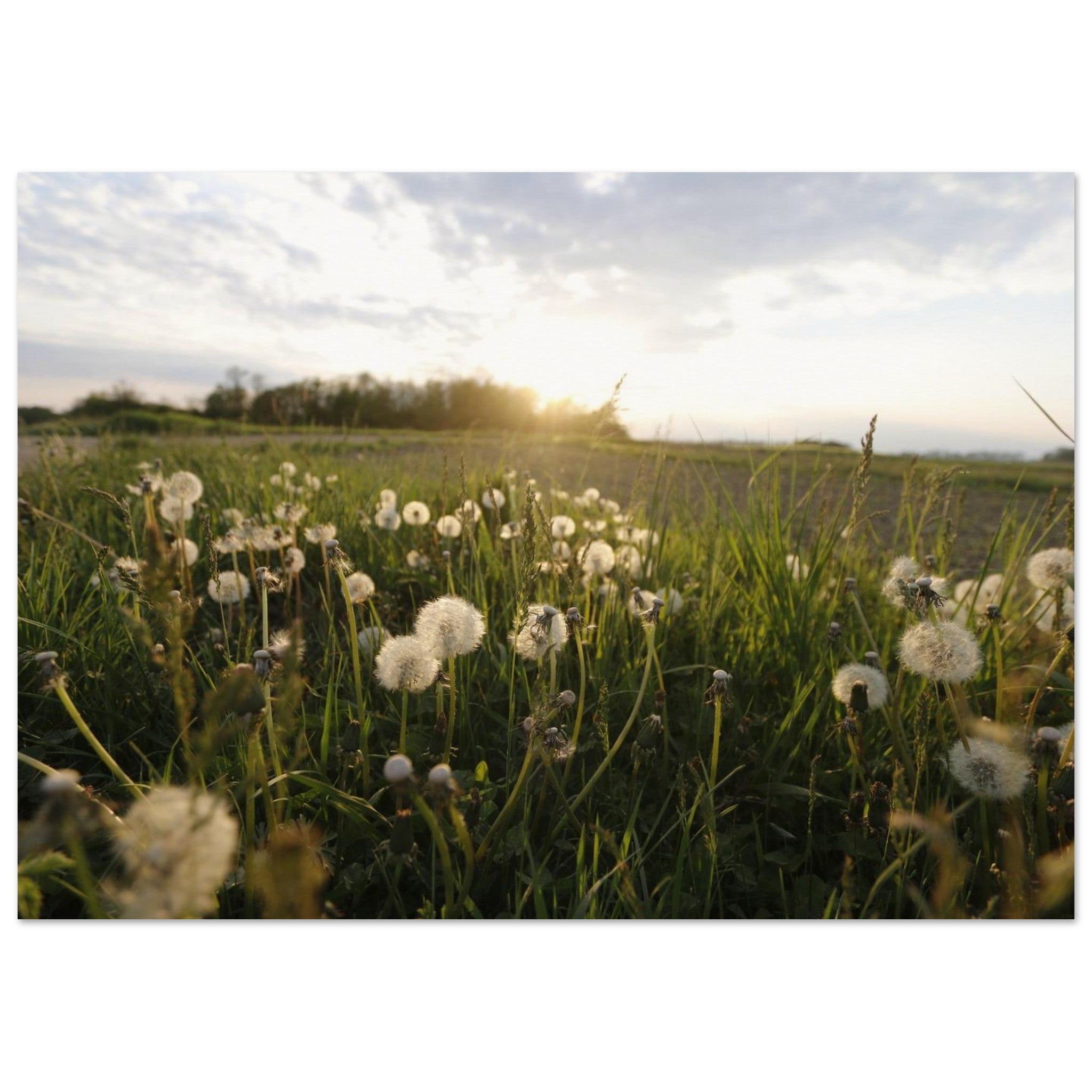 Wishes Before the Wind — Nature Fine Art Poster | BETVA Wall Art