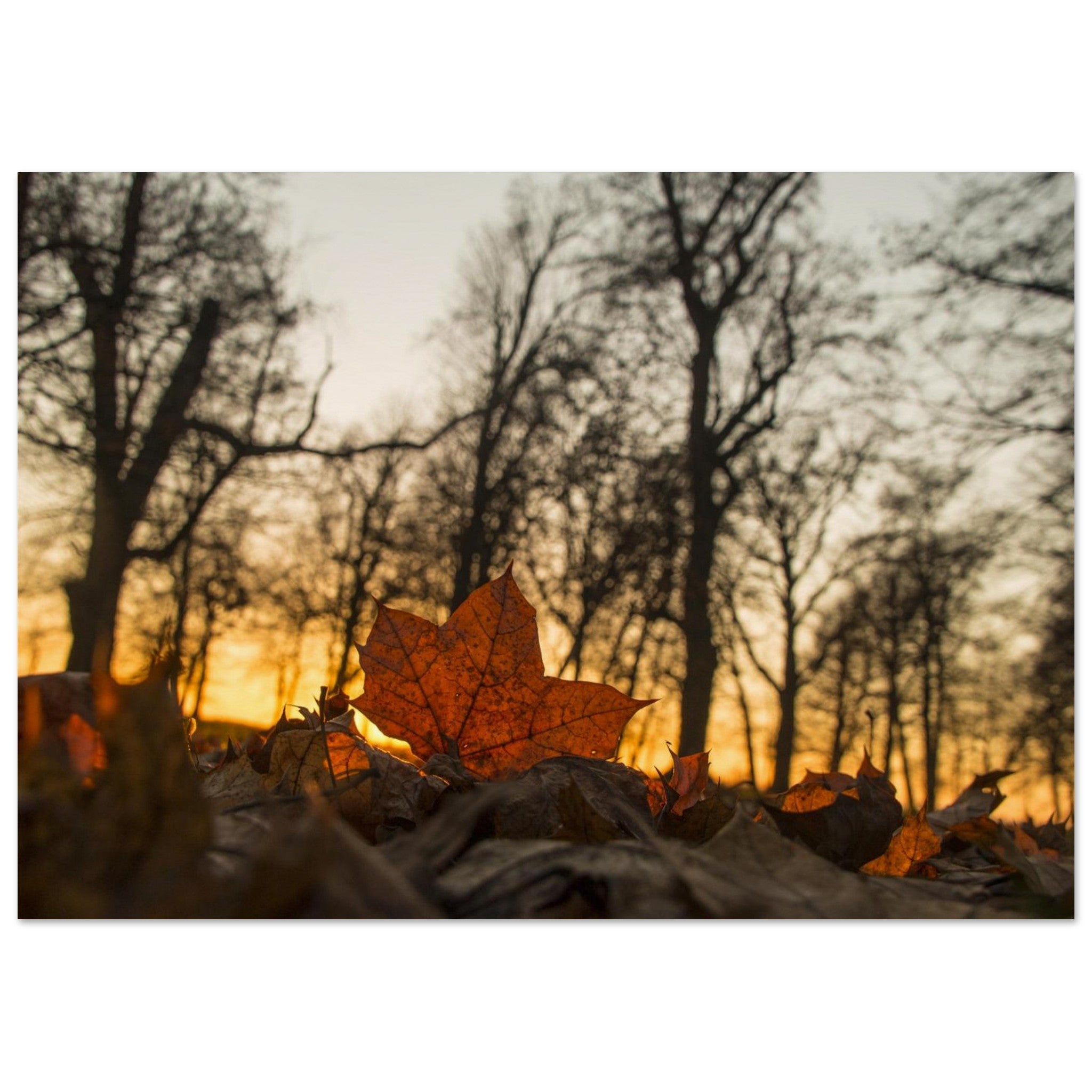 Last Light Through Maple — Nature Fine Art Poster | BETVA Wall Art