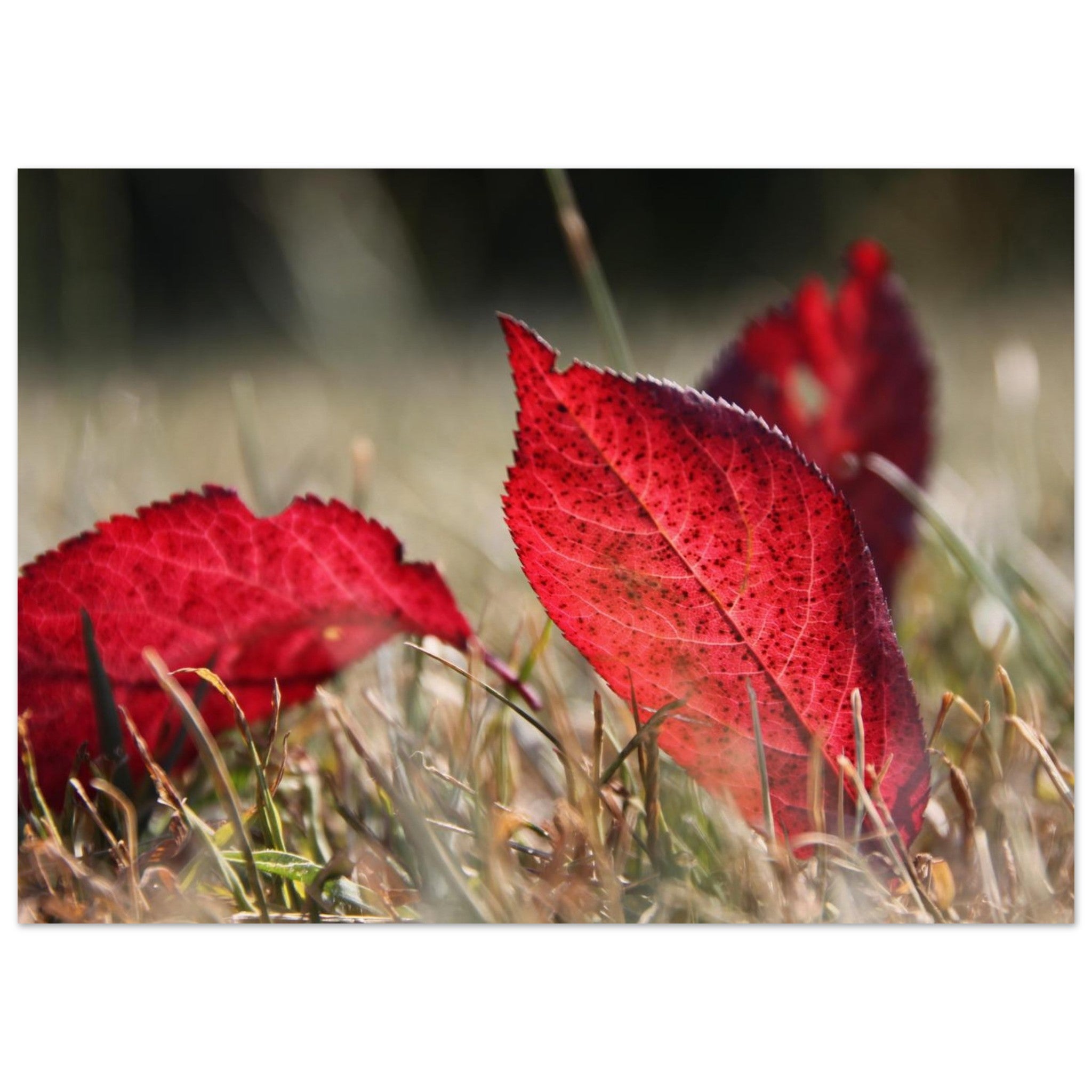Red Leaves Rest — Nature Fine Art Poster | BETVA Wall Art
