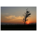 A single tree standing alone on a flat Prekmurje horizon under soft golden light with open sky above — BETVA fine art nature poster