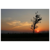 A single tree standing alone on a flat Prekmurje horizon under soft golden light with open sky above — BETVA fine art nature poster