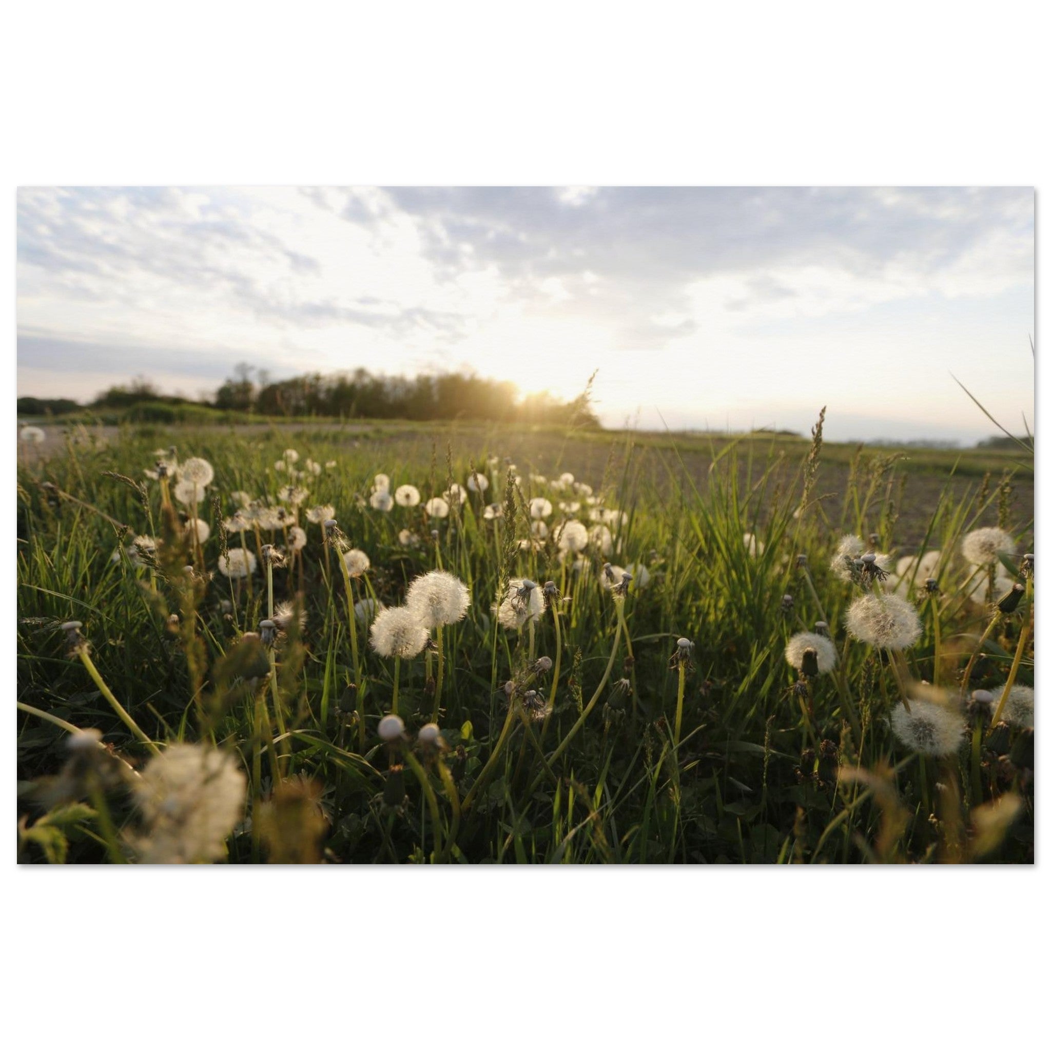 Wishes Before the Wind — Nature Fine Art Poster | BETVA Wall Art