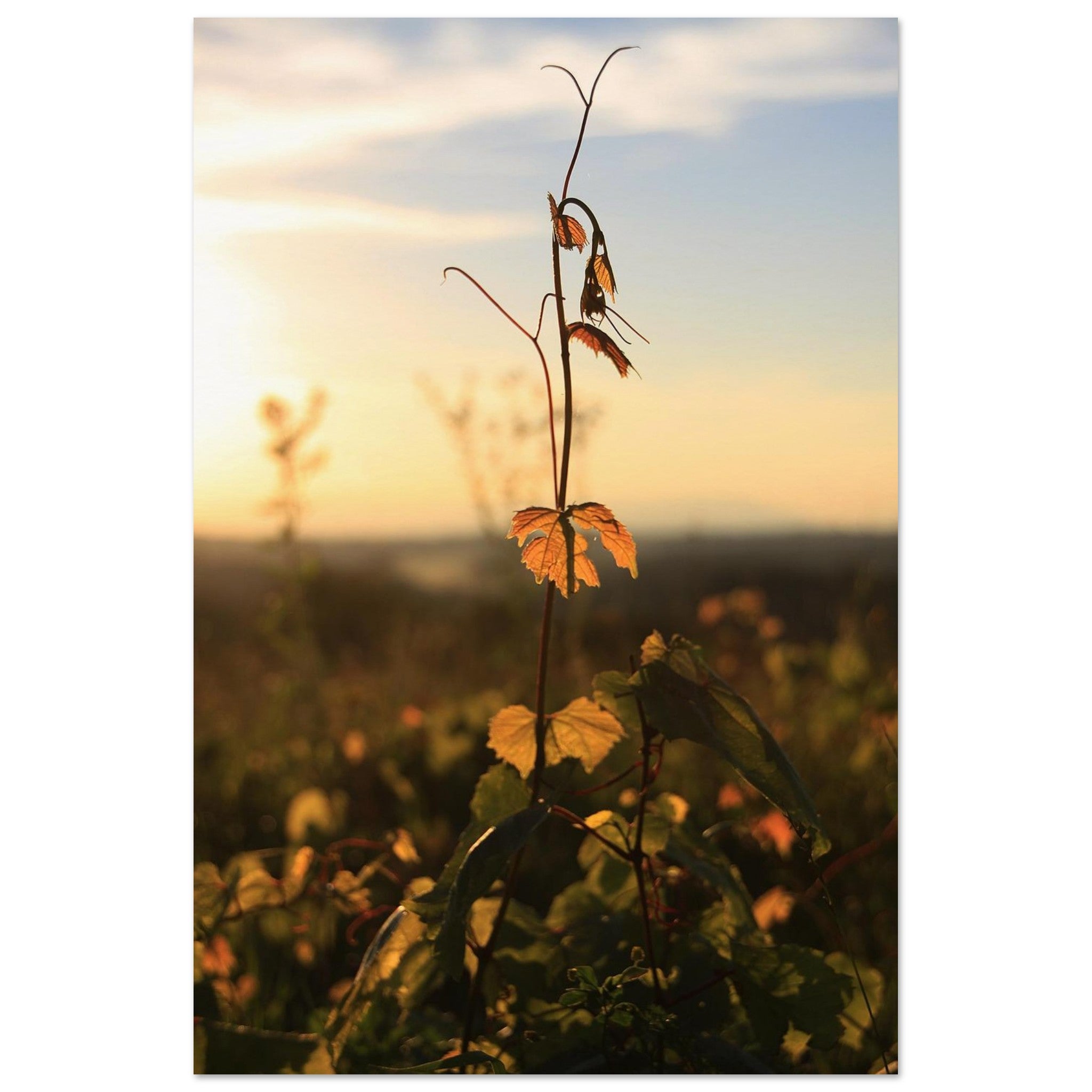 One Vine Reaches for the Sun — Nature Fine Art Poster | BETVA Wall Art