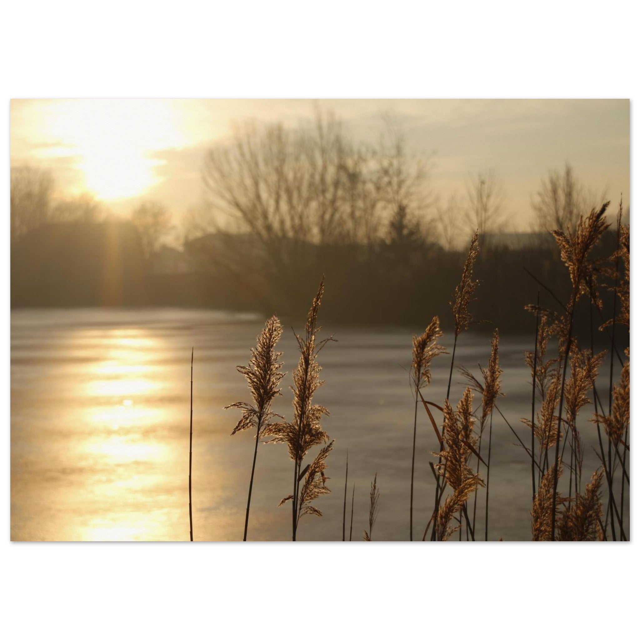 Reeds Guard the Morning River — Nature Fine Art Poster | BETVA Wall Art