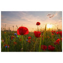 Red poppies and blue cornflowers reaching toward golden sunset sky from low angle in a Prekmurje wildflower meadow — BETVA fine art nature poster