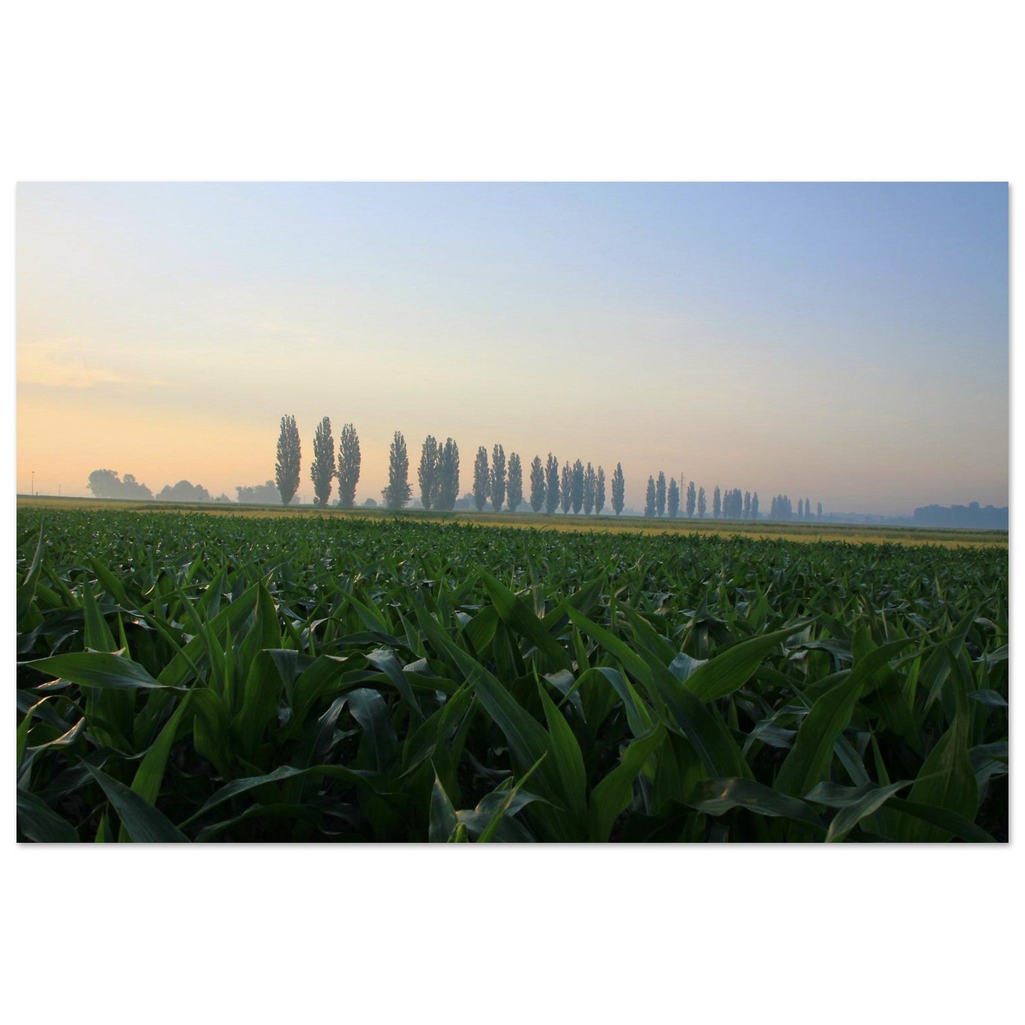 Poplar Row at Dawn — Nature Fine Art Poster | BETVA Wall Art