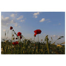 Red poppies reaching upward toward wide open blue sky in a Prekmurje meadow — BETVA fine art nature poster