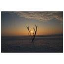 Single frosted branch rising from a snow-covered field at sunrise with golden sky in winter Prekmurje — BETVA fine art nature poster