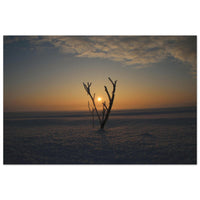 Single frosted branch rising from a snow-covered field at sunrise with golden sky in winter Prekmurje — BETVA fine art nature poster